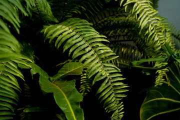 close up fern leaves, tropical background, dark foliage 