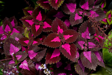 close up of purple leaves, tropical garaden, indoor plants,