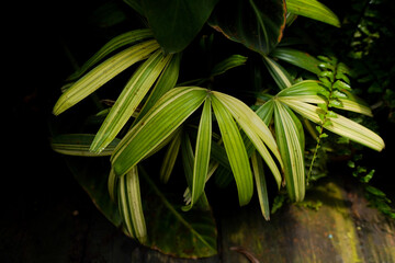variegated palm tree, indoor plants, dark foliage