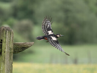 Great-spotted woodpecker, Dendrocopos major
