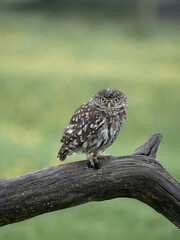 Little owl, Athene noctua