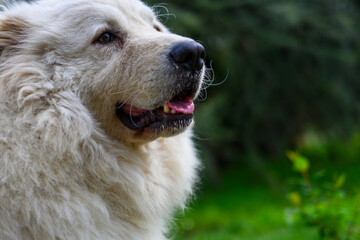 Shaggy White Dog Standing in Grass