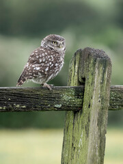 Little owl, Athene noctua
