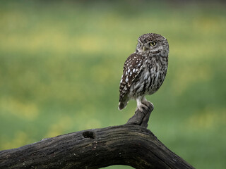 Little owl, Athene noctua
