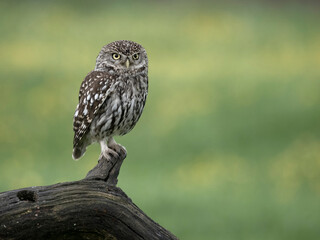 Fototapeta premium Little owl, Athene noctua