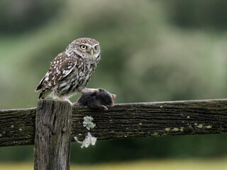 Little owl, Athene noctua