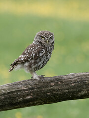 Little owl, Athene noctua