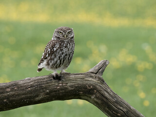 Little owl, Athene noctua
