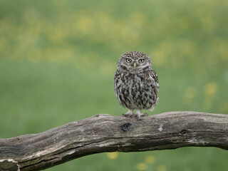 Little owl, Athene noctua