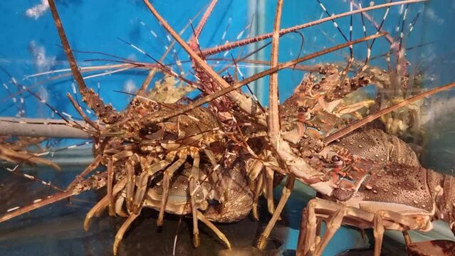 Lobster in the aquarium that will be used for cooking