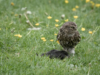 Little owl, Athene noctua