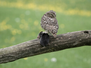 Little owl, Athene noctua
