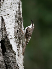 Treecreeper, Certhia familiaris