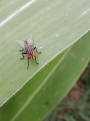 Sarcophaga carnaria on green leaf.Common Flesh Fly body pattern 