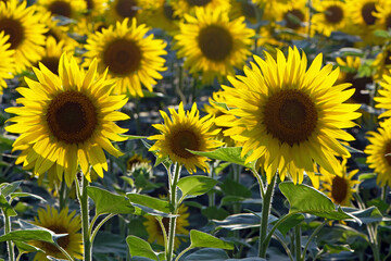 big bright yellow sunflower in the field. Large flowers of a sunflower in the sunlight. Yellow flowers on a farm field. Agriculture concept, organic products, good harvest. Growing seeds for oil.