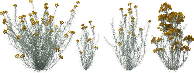 curry herb silver needle blooming plants hq arch viz cutout bush shrub © Mathias Weil