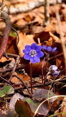 Liverwort flower