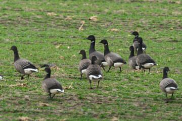 Bernache cravant,.Branta bernicla, Brant Goose, marais; region Pays de Loire; marais Breton; 85, Vendée, Loire Atlantique, France
