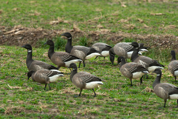 Bernache cravant,.Branta bernicla, Brant Goose, marais; region Pays de Loire; marais Breton; 85, Vendée, Loire Atlantique, France