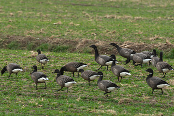 Bernache cravant,.Branta bernicla, Brant Goose, marais; region Pays de Loire; marais Breton; 85, Vendée, Loire Atlantique, France