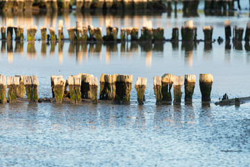 marais; region Pays de Loire; marais Breton; 85, Vendée, Loire Atlantique, France