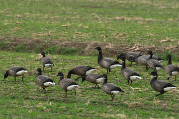 Bernache cravant,.Branta bernicla, Brant Goose, marais; region Pays de Loire; marais Breton; 85, Vendée, Loire Atlantique, France