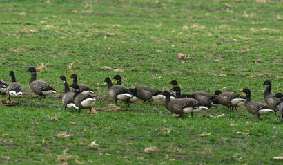 Bernache cravant,.Branta bernicla, Brant Goose, marais; region Pays de Loire; marais Breton; 85, Vendée, Loire Atlantique, France