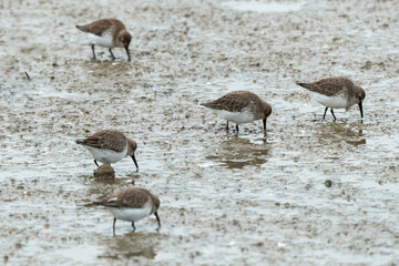 Bécasseau variable,.Calidris alpina, Dunlin