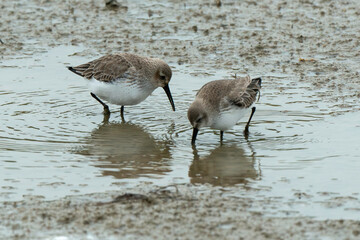 Bécasseau variable,.Calidris alpina, Dunlin