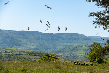 Fototapeta premium Vautour fauve,.Gyps fulvus, Griffon Vulture, Parc naturel régional des grands causses 48, Lozere, France