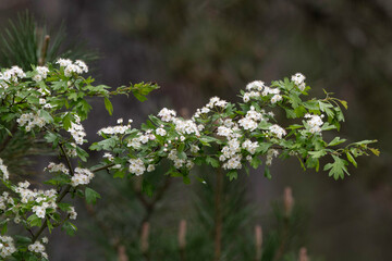 Crataegus oxyacantha , Aubépine épineuse