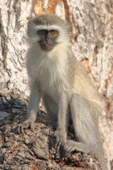 Grüne Meerkatze / Vervet monkey / Cercopithecus aethiops .