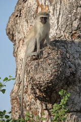 Grüne Meerkatze / Vervet monkey / Cercopithecus aethiops .