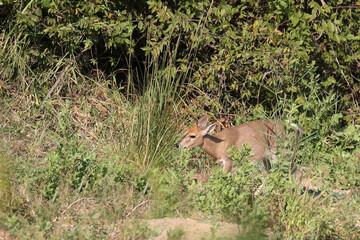 Kronenducker / Common duiker / Sylvicapra grimmia
