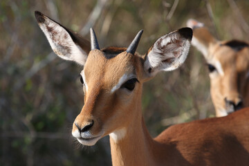 Schwarzfersenantilope / Impala / Aepyceros melampus.