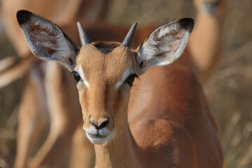 Schwarzfersenantilope / Impala / Aepyceros melampus.