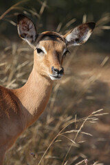 Schwarzfersenantilope / Impala / Aepyceros melampus.
