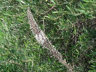 Squill, or Drimia maritima, plant, with white flowers, inside olive tree, near the coast of Attica, Greece
