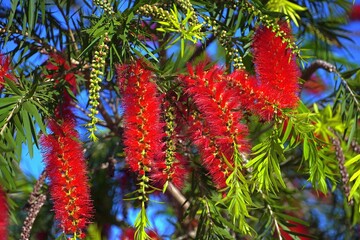 Bottlebrush or melaleuca citrina or callistemon citrinus plant blooming with red flowers