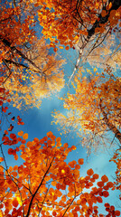 In autumn, the sky is blue and clear with golden leaves hanging on trees. The leaves show rich colors of orange red and yellow, as if they were painted by an artist's brushstrokes. 