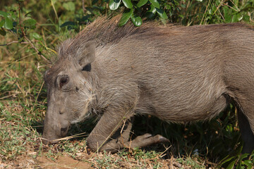 Warzenschwein / Warthog / Phacochoerus africanus