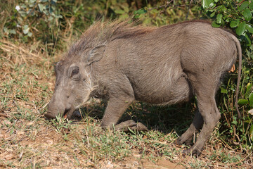Warzenschwein / Warthog / Phacochoerus africanus