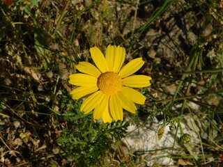 A crown daisy or Glebionis coronaria, or Chrysanthemum coronarium, yellow flower