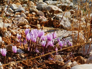 Wild greek cyclamen or Cyclamen graecum pink flowers, growing through cracks of rock, near Varkiza, Attica, Greece
