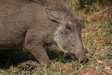 Warzenschwein / Warthog / Phacochoerus africanus
