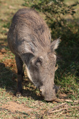 Warzenschwein / Warthog / Phacochoerus africanus