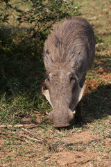 Warzenschwein / Warthog / Phacochoerus africanus