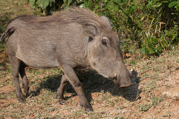 Warzenschwein / Warthog / Phacochoerus africanus