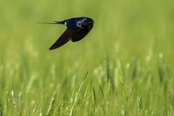 Barn swallow (Hirundo rustica) in flight over a field. Copy space image.