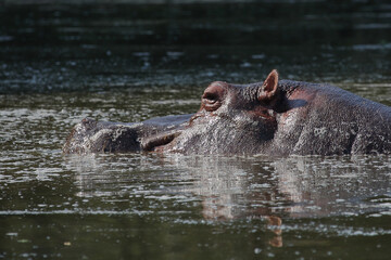 Flu&szlig;pferd / Hippopotamus / Hippopotamus amphibius